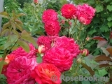 Midsummer Midsummer