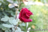 Mildred Scheel Mildred Scheel