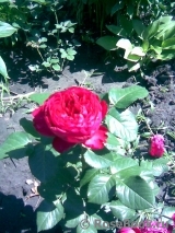 Traviata Traviata