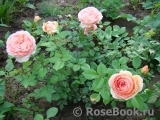 Abraham Darby Abraham Darby
