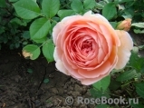 Abraham Darby Abraham Darby
