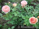 Abraham Darby Abraham Darby