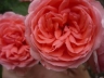 Аватар пользователя - Valentina-Love-Roses