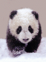 Аватар пользователя - Panda