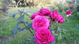 Johann Wolfgang von Goethe Rose® (Goethe Rose, Parfum de Honfleur, TAN04179) 