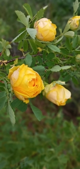 Rosa hemisphaerica