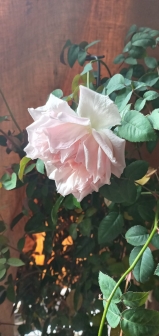Rosa indica fragrans 