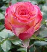  Роза Акварель  или Rose Aquarelle