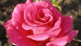 роза Нобелес