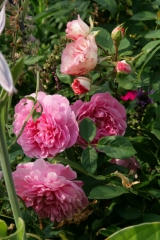 HARLOW CARR HARLOW CARR