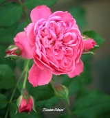 ROSARIUM UETERSEN ROSARIUM UETERSEN