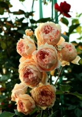 CROWN PRINCESS MARGARETA