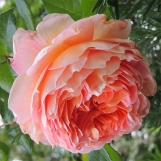 Abraham Darby Abraham Darby