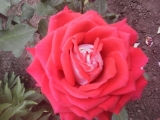 Роза Альянс
