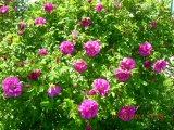 Махровая роза ругоза