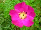 Немахровая роза ругоза