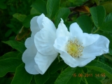 Белая немахровая роза ругоза