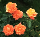 Lambada роза флорибунда, KORdaba ( Kordes )