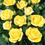 роза флорибунда Bayerngold