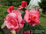 кустарниковая роза (шраб) Rosenresli 