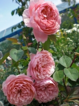 роза The Alnwick Rose