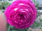 Эфиромасличная роза