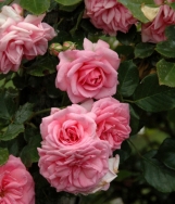 Mamma Mia , Climbing, Courtyard Collection Mamma Mia , Climbing, Courtyard Collection