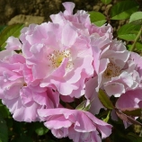 Fontevraude La Rose