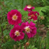 Rosa pimpinellifolia William III