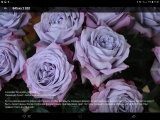 Lavender Bouquet