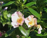 Seasons ( Peach Nature) Seasons ( Peach Nature)
