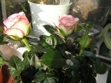 Розы Кордана
