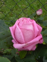 rose comtesse cecile de chabrillant