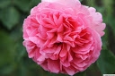 'Ingwer J. Jensen'. 'Ingwer J. Jensen'.
