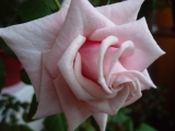 Миниатюрные розы Кордана