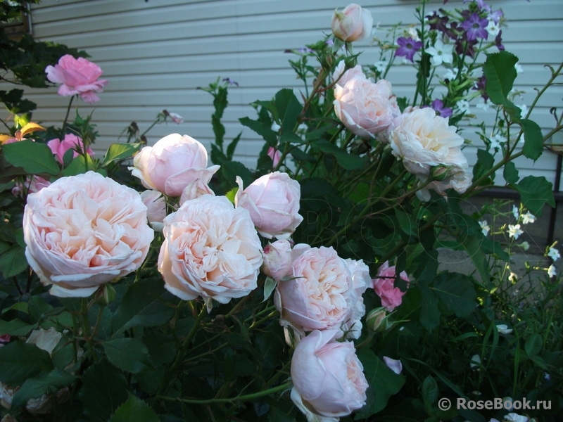 Сад участника наталья шеманкова [shema] - Энциклопедия роз