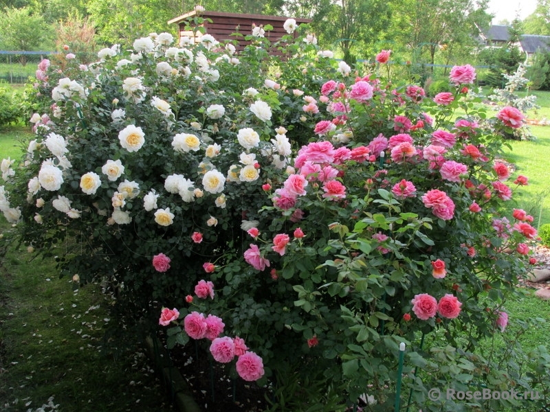 Фото Розы Александра