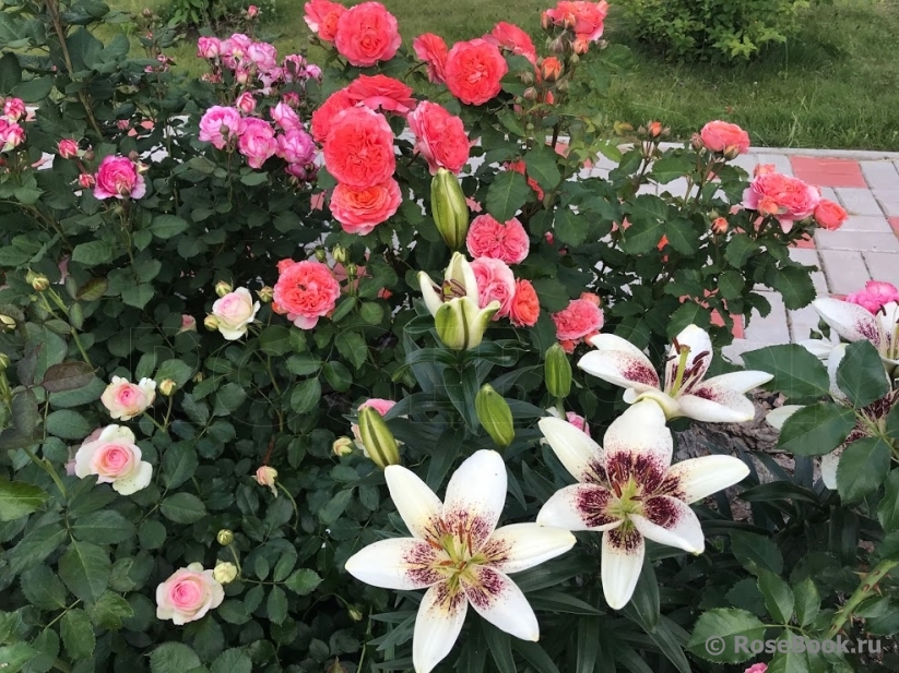 Сад участника Наталия Прокофьева [Platina] Энциклопедия роз