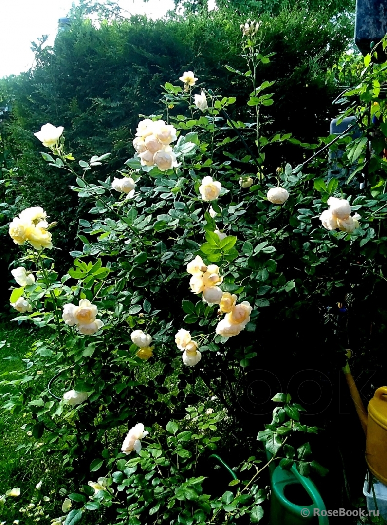 Роза дала росток в вазе: как посадить?