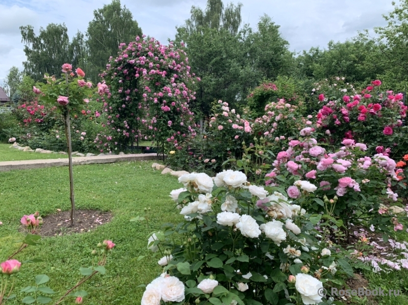 Вьющиеся розы как украшение вашего сада, 15 фото