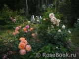 cat-in-rose cat-in-rose