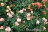 Fan_of_roses