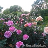 veronika62 veronika62