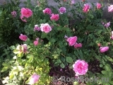 --ROSELOVER-- --ROSELOVER--