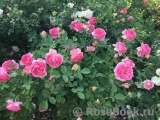 tatiana68
