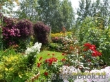 Amur Amur