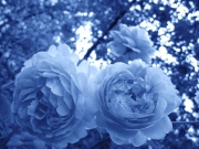 Encyclopedia of Roses LOGO