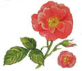 Роза аспирин энциклопедия роз отзывы: rosa aspirin rose