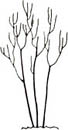 Bush form