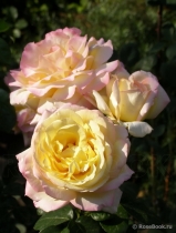 Роза ХХ века